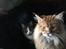 Maine Coon Rovdyret's Obelix kælenavn Peter - Så holder vi lige øje med jer alle