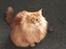 Maine Coon Rovdyret's Obelix kælenavn Peter - Hej