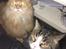 Maine Coon Rovdyret's Obelix kælenavn Peter