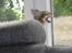 Huskat Mr. Tomiss
