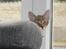 Huskat Mr. Tomiss