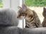 Huskat Mr. Tomiss