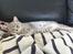 British Shorthair DK Petrines Klara. Til daglig Shandy