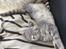 British Shorthair DK Petrines Klara. Til daglig Shandy