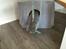 British Shorthair DK Petrines Klara. Til daglig Shandy