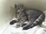 British Shorthair DK Petrines Klara. Til daglig Shandy