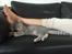 British Shorthair DK Petrines Klara. Til daglig Shandy