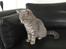 British Shorthair DK Petrines Klara. Til daglig Shandy