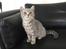 British Shorthair DK Petrines Klara. Til daglig Shandy