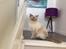 British Shorthair DK Visesbjerg's Asia. Til daglig Pinky