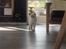 British Shorthair DK Visesbjerg's Asia. Til daglig Pinky