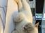 British Shorthair DK Visesbjerg's Asia. Til daglig Pinky
