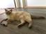 British Shorthair DK Visesbjerg's Asia. Til daglig Pinky