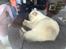 British Shorthair DK Visesbjerg's Asia. Til daglig Pinky