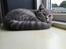 British Shorthair DK Petrines Klara. Til daglig Shandy