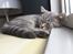 British Shorthair DK Petrines Klara. Til daglig Shandy
