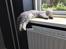 British Shorthair DK Petrines Klara. Til daglig Shandy