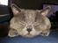 British Shorthair Toby (Voyager)