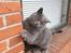 British Shorthair Toby (Voyager)