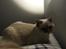 British Shorthair DK Visesbjerg's Asia. Til daglig Pinky