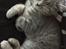 British Shorthair DK Petrines Klara. Til daglig Shandy