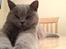 British Shorthair Guddi(Petrines Gurli)