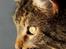 Blanding af racer Tiger (Bamse)
