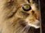 Blanding af racer Tiger (Bamse)