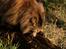 Blanding af racer Tiger (Bamse)