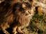 Blanding af racer Tiger (Bamse)