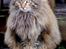 Blanding af racer Tiger (Bamse)