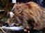 Blanding af racer Tiger (Bamse)