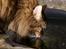 Blanding af racer Tiger (Bamse)