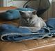 British Shorthair Smitty
