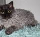 Selkirk Rex Tzari Lay Down the Law