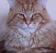 Maine Coon Elmer