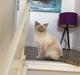 British Shorthair DK Visesbjerg's Asia. Til daglig Pinky
