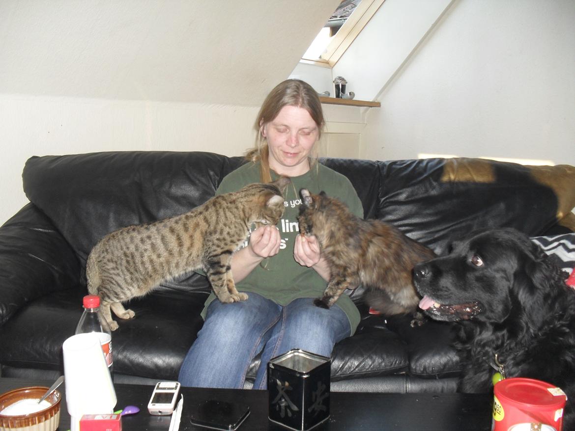 Maine Coon Kirby - Her hygger vi sammen med naboens hund. den er tit på besøg, så kattene bliver vendt til hund også.  billede 47