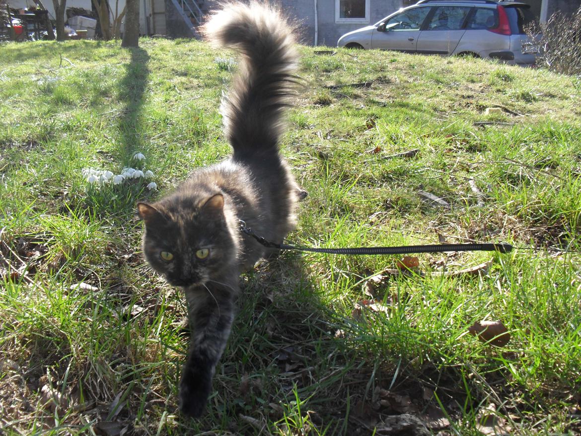 Maine Coon Kirby - 16/3-16 en stolt kat der nyder det gode vejr billede 11