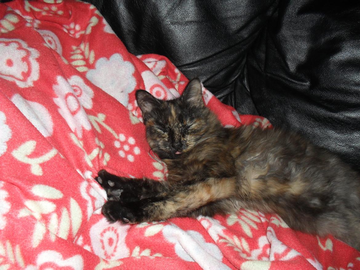 Maine Coon Kirby - Her rækker hun tunge billede 48