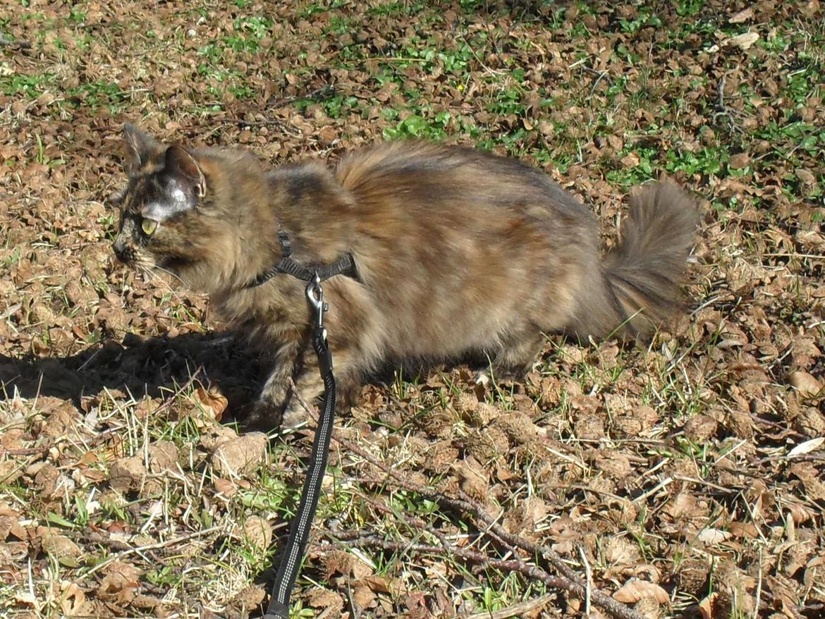 Maine Coon Kirby - 16/-16 Kirby ude og nyde det gode vejr billede 21