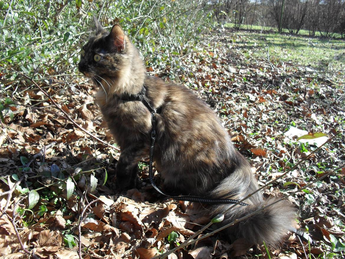 Maine Coon Kirby - det er så spændende alt det inde i hækken mor... billede 20