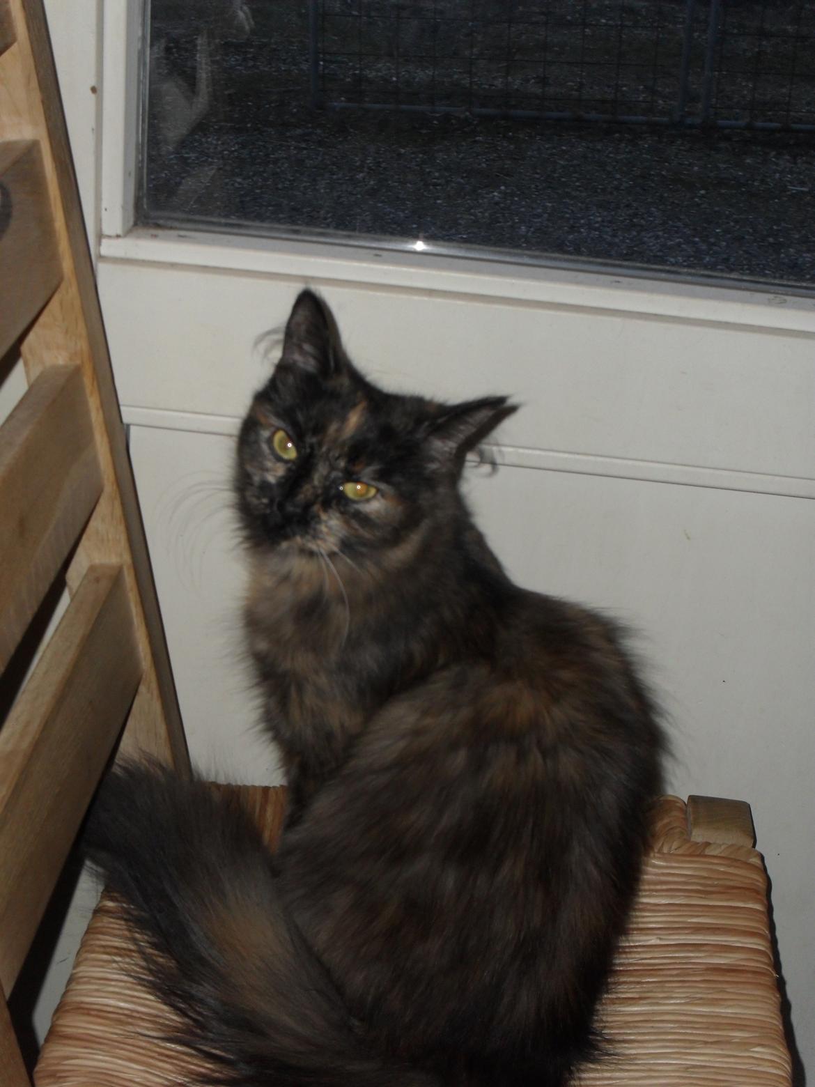 Maine Coon Kirby billede 49