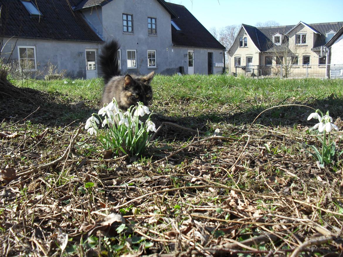 Maine Coon Kirby - de vintergækker er spændene billede 19