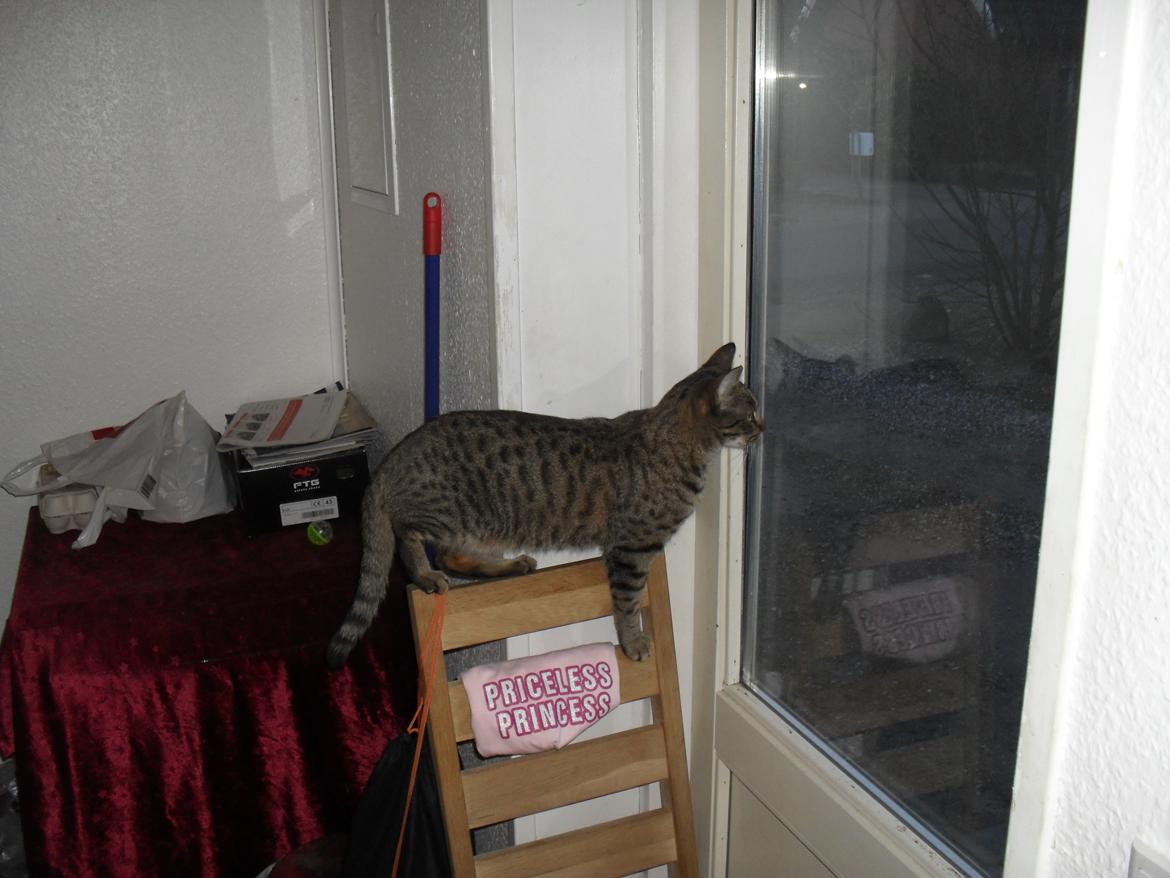 Huskat Nala - Står hun ikke flot billede 44