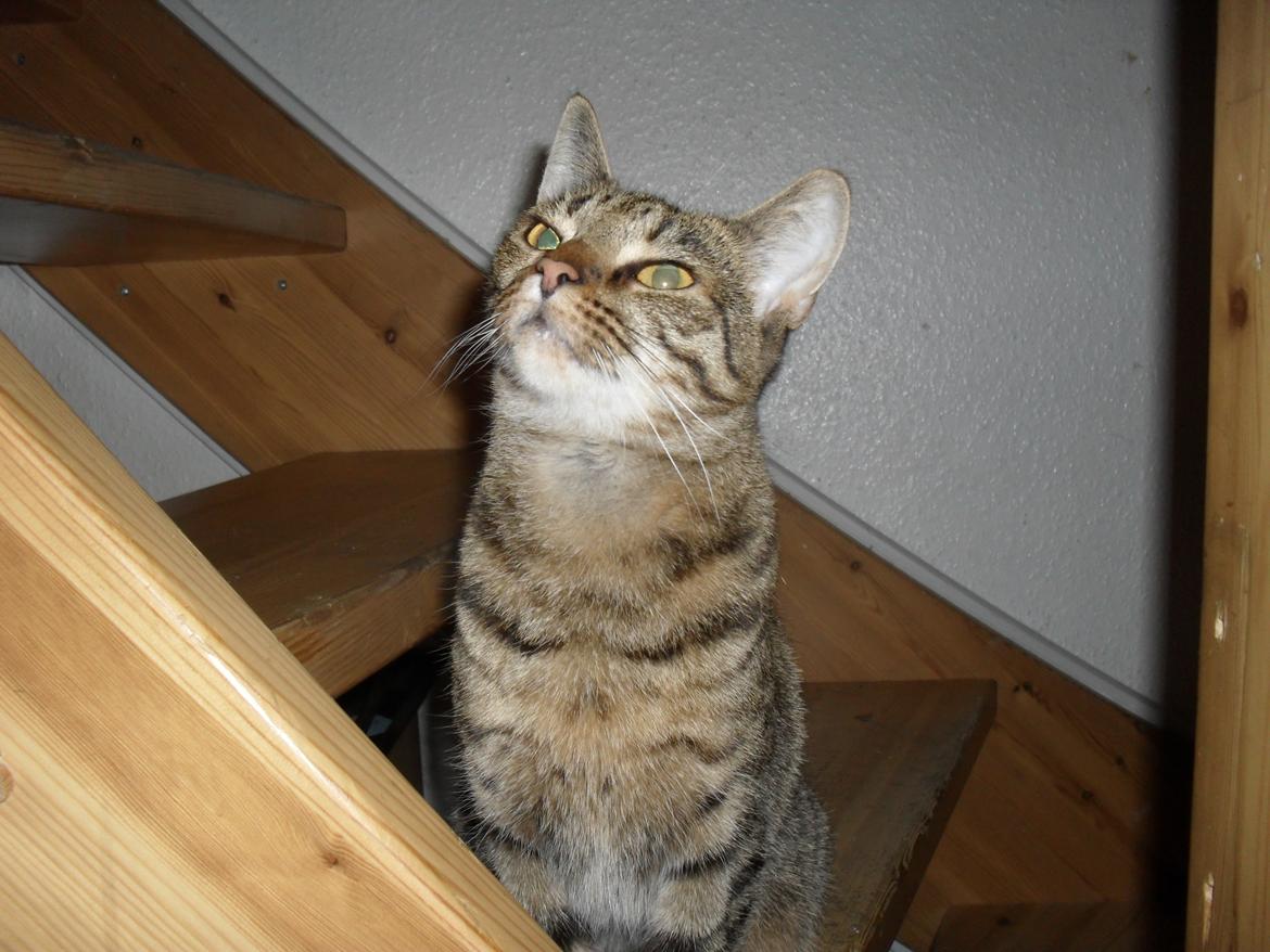 Huskat Nala billede 45