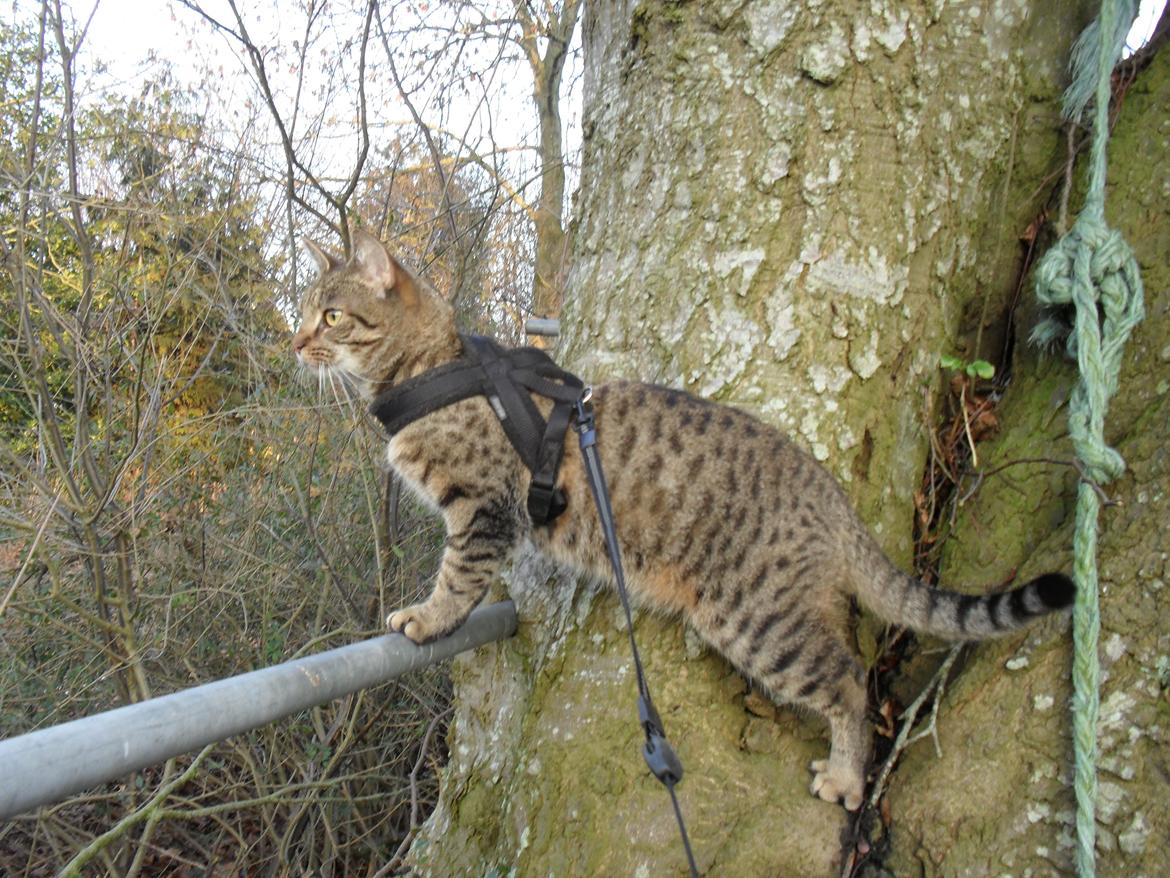 Huskat Nala billede 13