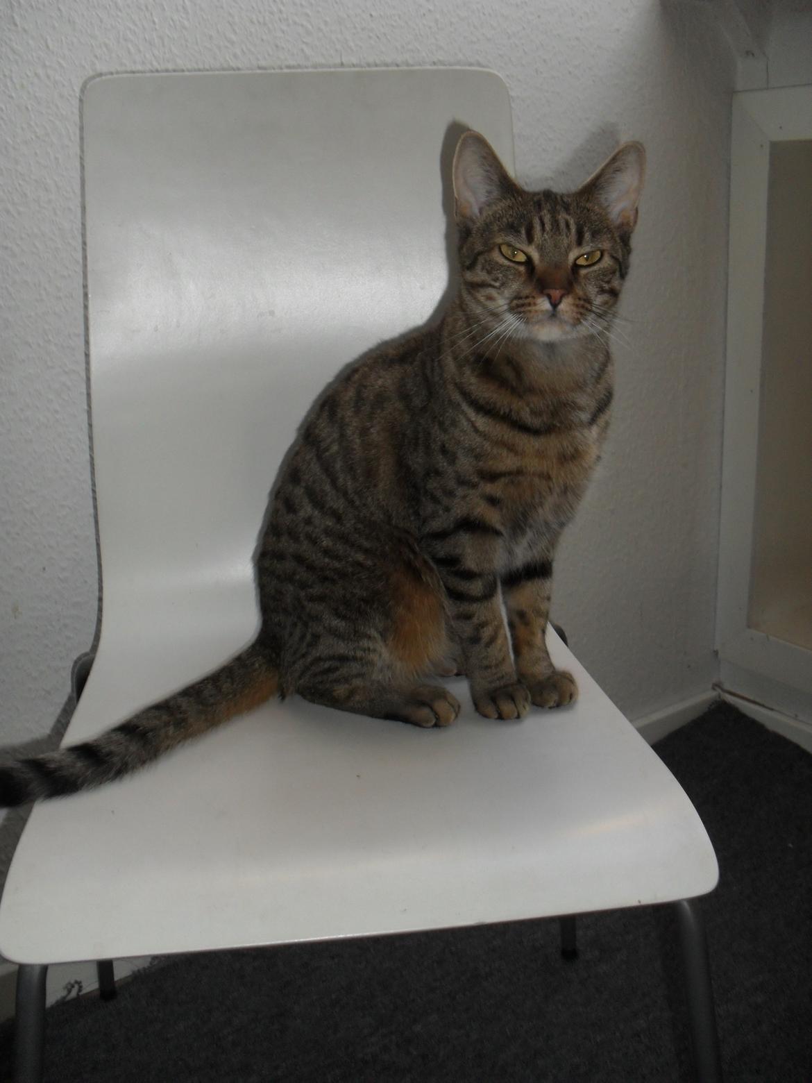 Huskat Nala billede 6