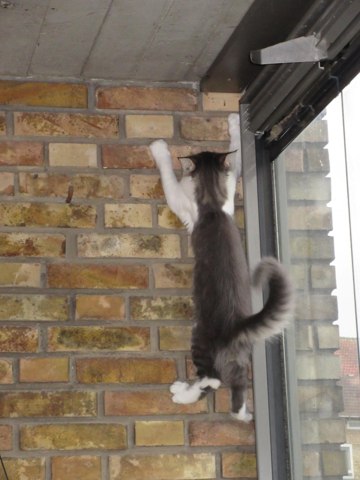 Norsk Skovkat Dk Northtown Cats Fenris billede 1