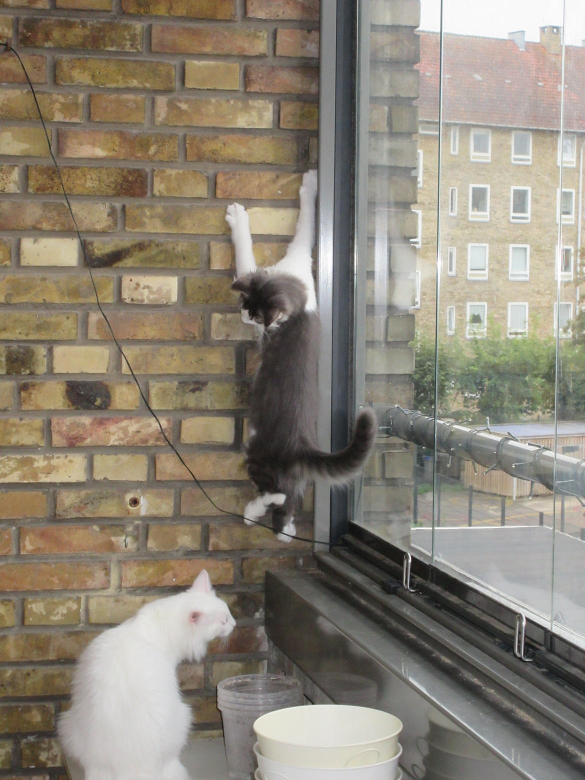 Norsk Skovkat Dk Northtown Cats Fenris billede 3